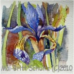 Iris  2000 - indrammet 35 x35 