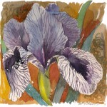 Iris  2000 - indrammet 35 x35 