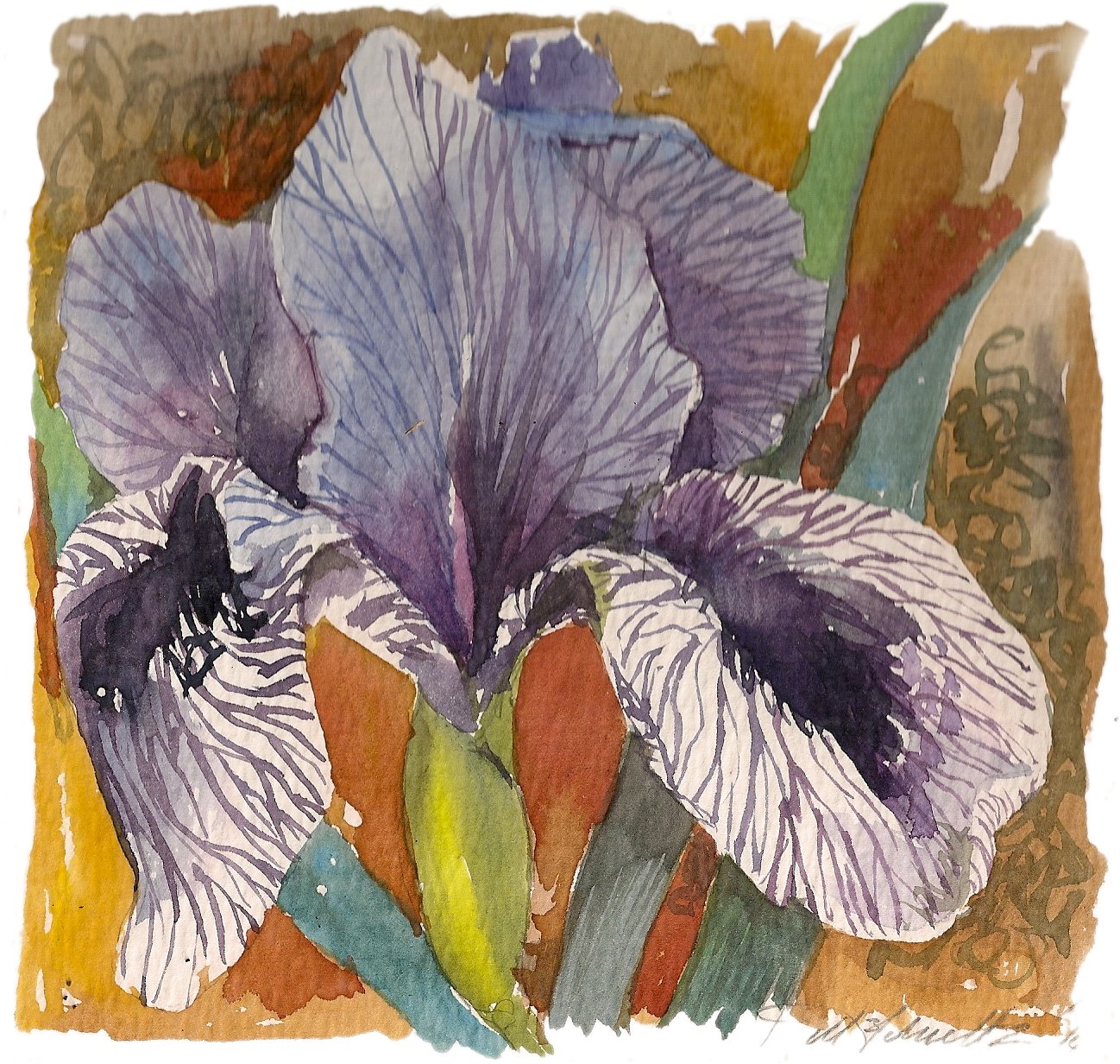 Iris violet 2