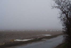 Svaner Kragekaer januar 2011