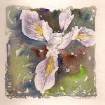 Iris  2000 - indrammet 35 x35 