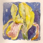 Iris  2000 - indrammet 35 x35 