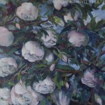 100 x 100 New Dawn rose - solgt
